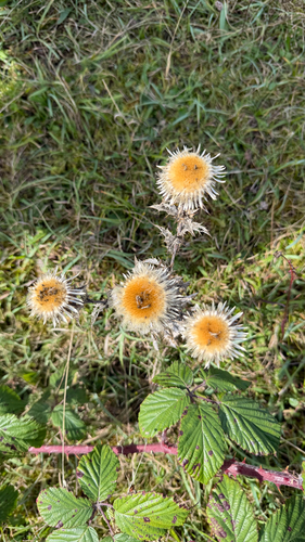 Carline Thistle