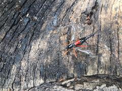 Tanyptera atrata