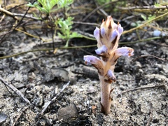 Orobanche coerulescens