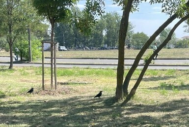 Eurasian Jackdaw