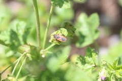 Scantius aegyptius rossii