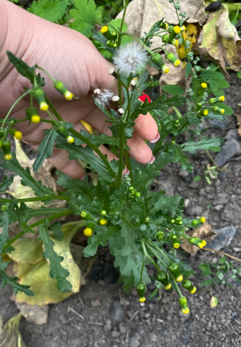 common groundsel