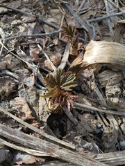 Filipendula camtschatica