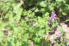 Scantius aegyptius rossii