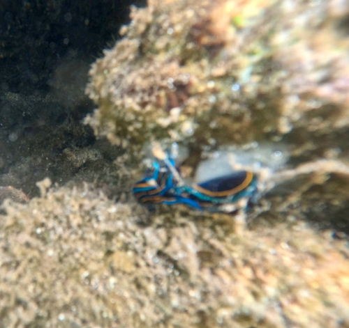 Chelidonura hirundinina observed 2026-08-28