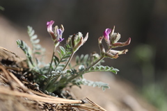 Astragalus leucolobus