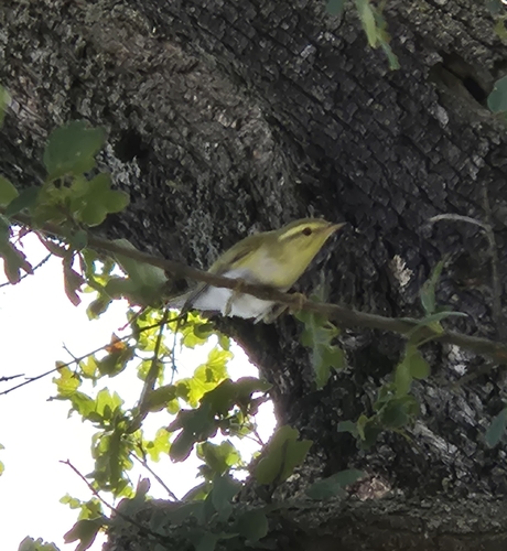Wood Warbler