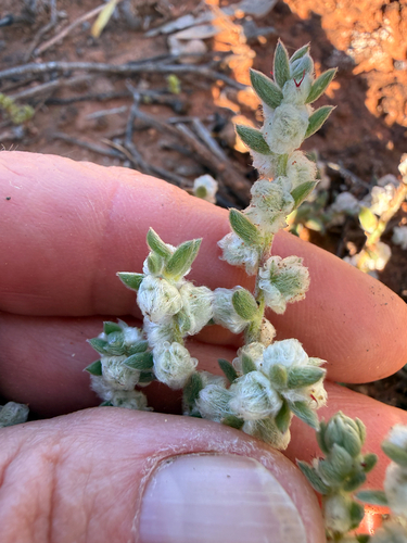 Maireana sclerolaenoides, 2026-08-29