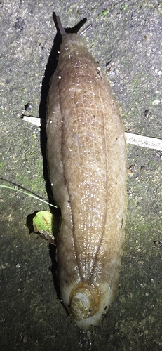 Testacella haliotidea observed 2026-08-30