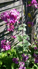 Lunaria