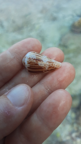 Conus retifer observed 2026-08-30