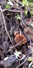 Kuehneromyces brunneoalbescens