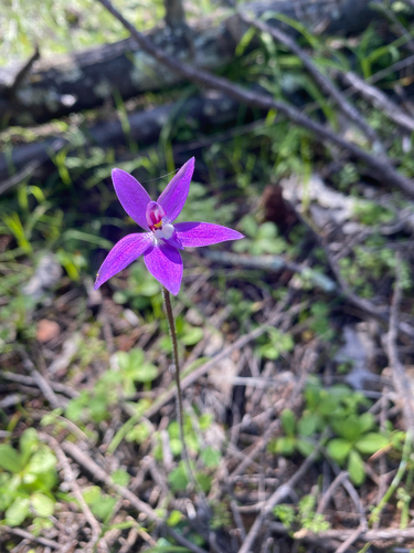 Waxlip Orchid