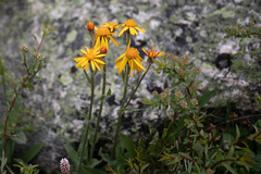 Tephroseris integrifolia