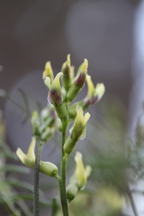 Astragalus bicristatus