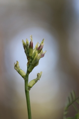 Astragalus bicristatus