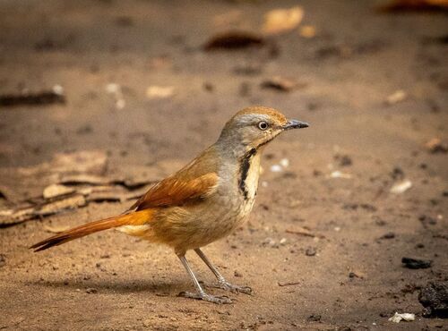 iNaturalist image
