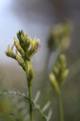 Astragalus bicristatus