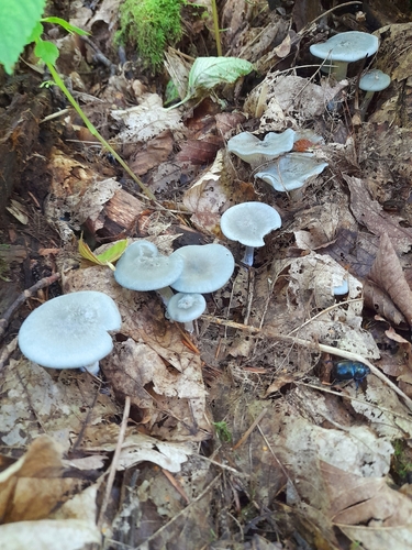Aniseed Funnel