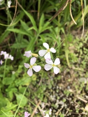 Raphanus sativus raphanistroides