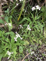 Raphanus sativus raphanistroides