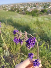 Salvia nutans