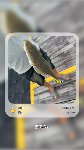 Platycephalus indicus observed 2026-08-30