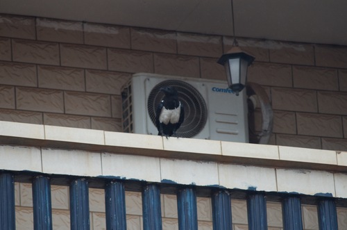 Pied Crow