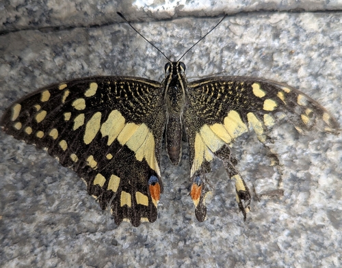 Lime Swallowtail