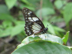 Graphium philonoe philonoe