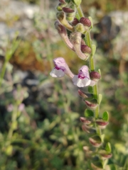 Scutellaria brevibracteata