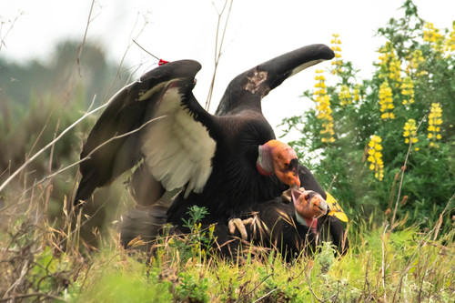California Condor photographed in California