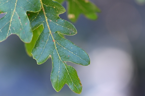 Oregon oak