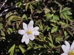 Anemonoides amurensis