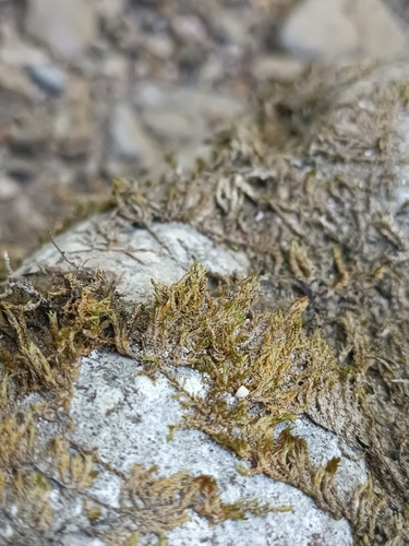 Hygrohypnum luridum observed 2026-08-23