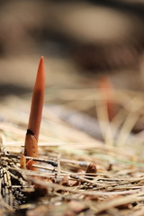 Corallorhiza maculata