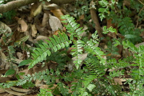 Adiantum latifolium, photograph 1