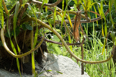 (c) Donald Davesne, some rights reserved (CC BY) Grammatophyllum speciosum, photograph (c) Donald Davesne, some rights reserved (CC BY)