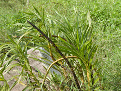 (c) Donald Davesne, some rights reserved (CC BY) Grammatophyllum speciosum, photograph (c) Donald Davesne, some rights reserved (CC BY)