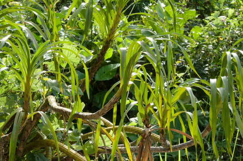 Grammatophyllum speciosum, photograph 1