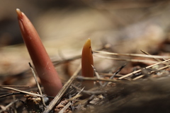 Corallorhiza maculata