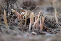 Corallorhiza maculata