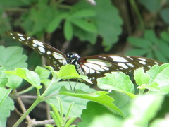 Graphium philonoe philonoe