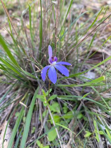 blue finger-orchid