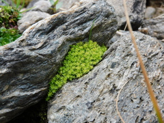 Diobelonella palustris