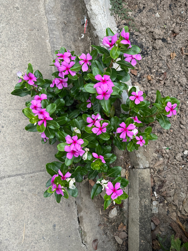 Madagascar Periwinkle