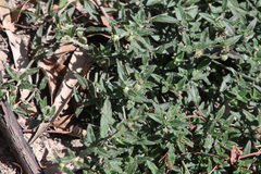 Opercularia hispidula