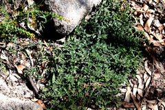 Opercularia hispidula