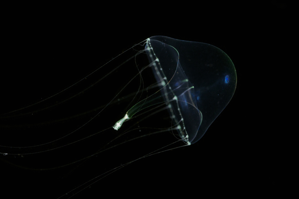 Eirene viridula