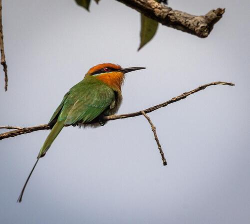 iNaturalist image